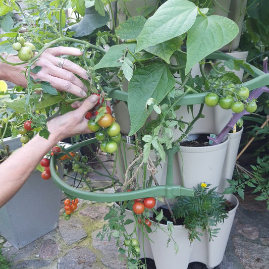 2 simple ways to store the cherry tomato harvest