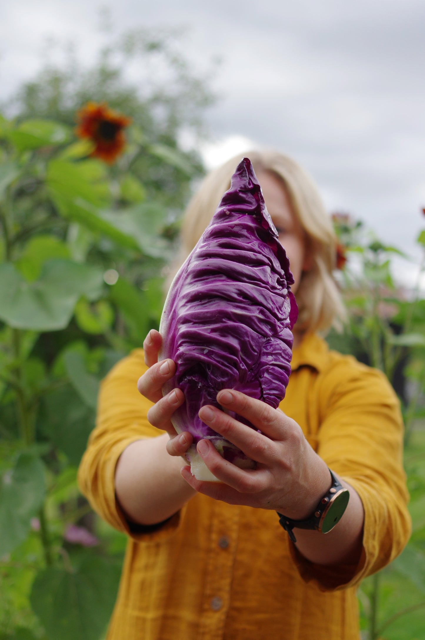 Woman in a yellow blouse standing in a garden and holding out a large purple pointed cabbage in front of her