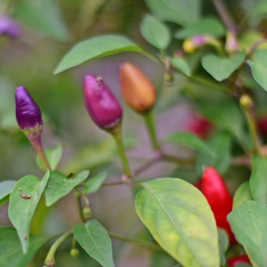 Chili 'Bolivian Rainbow'