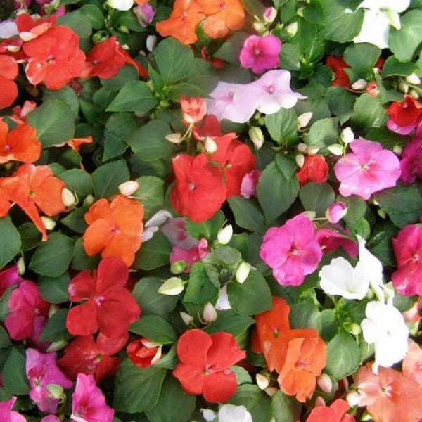 Impatiens/Busy Lizzie Dwarf Mix