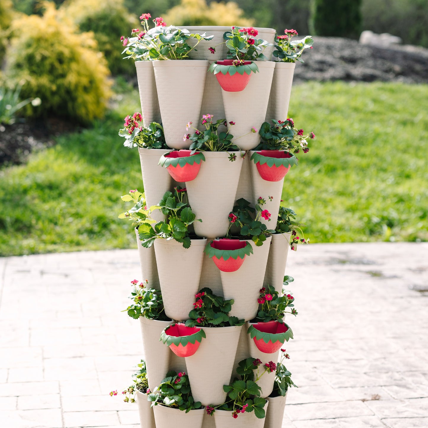 Berry Cups - set of 6