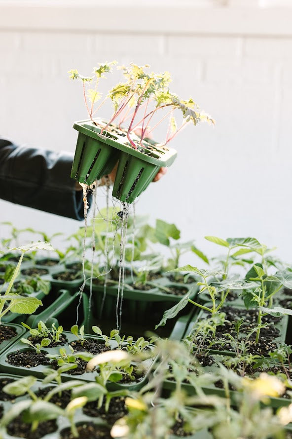 plant seed starter GreenStalk Seed Starter kit – Grow Towers