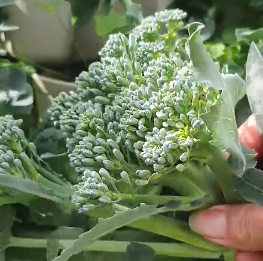 Growing broccoli vertically - first harvest