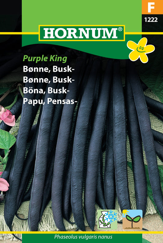 Bush bean 'Purple King'