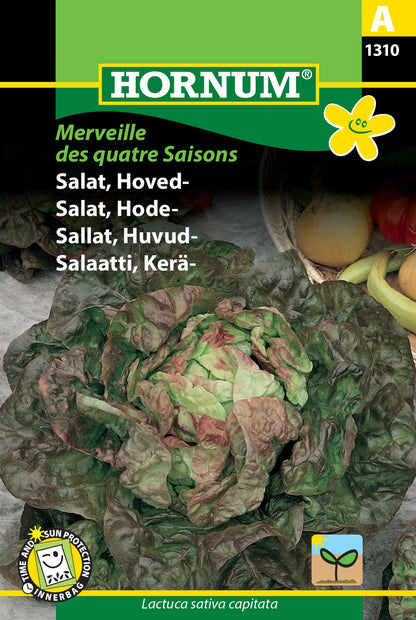 Lettuce 'Merveille des Quatre Saisons' (Marvel of the four seasons)