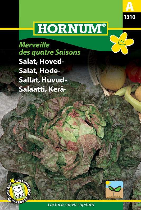 Lettuce 'Merveille des Quatre Saisons' (Marvel of the four seasons)