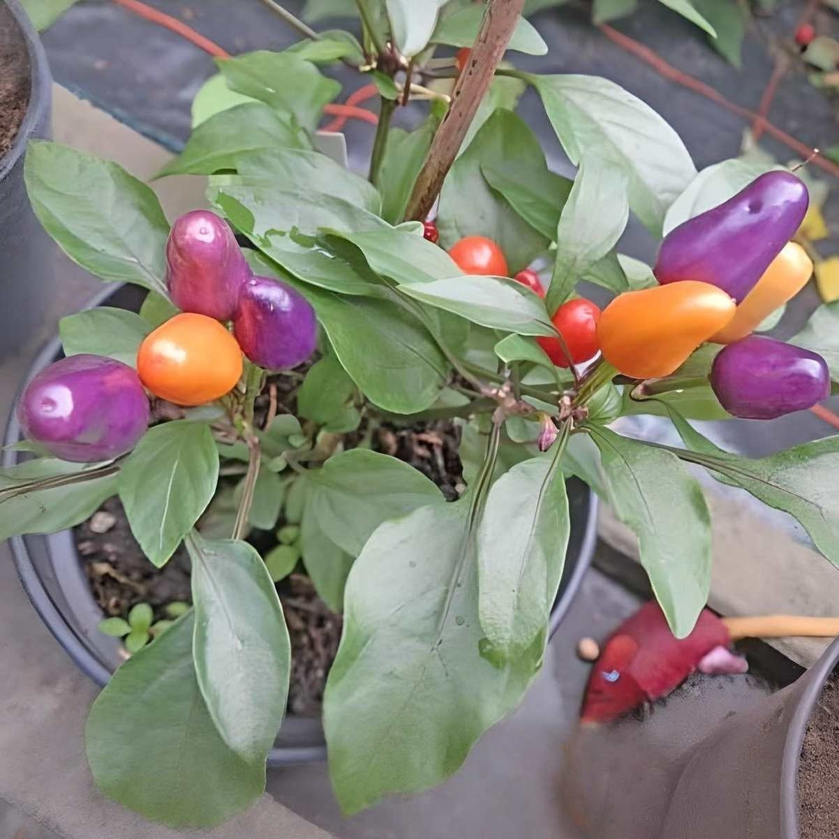 Chili 'Aurora'