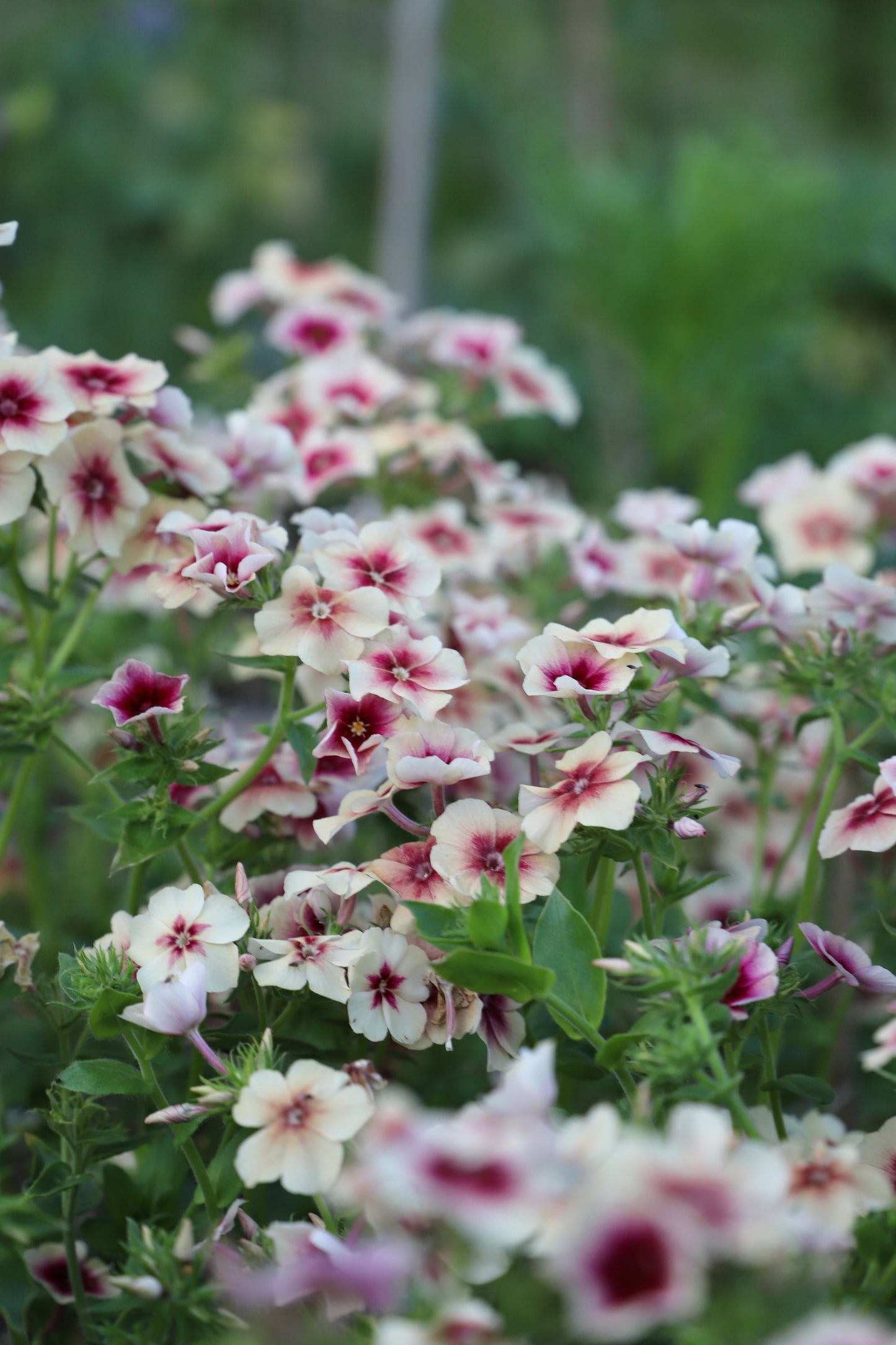 Phlox 'Cherry Caramel'