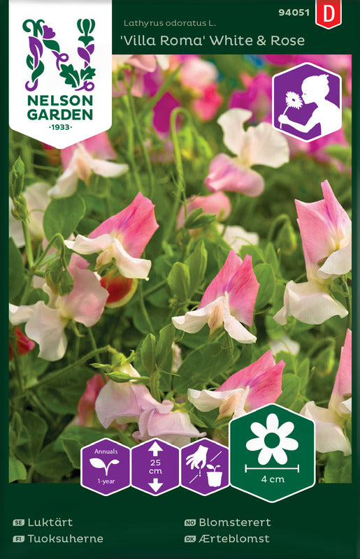 Sweet pea 'Villa Rosa' White & Rose