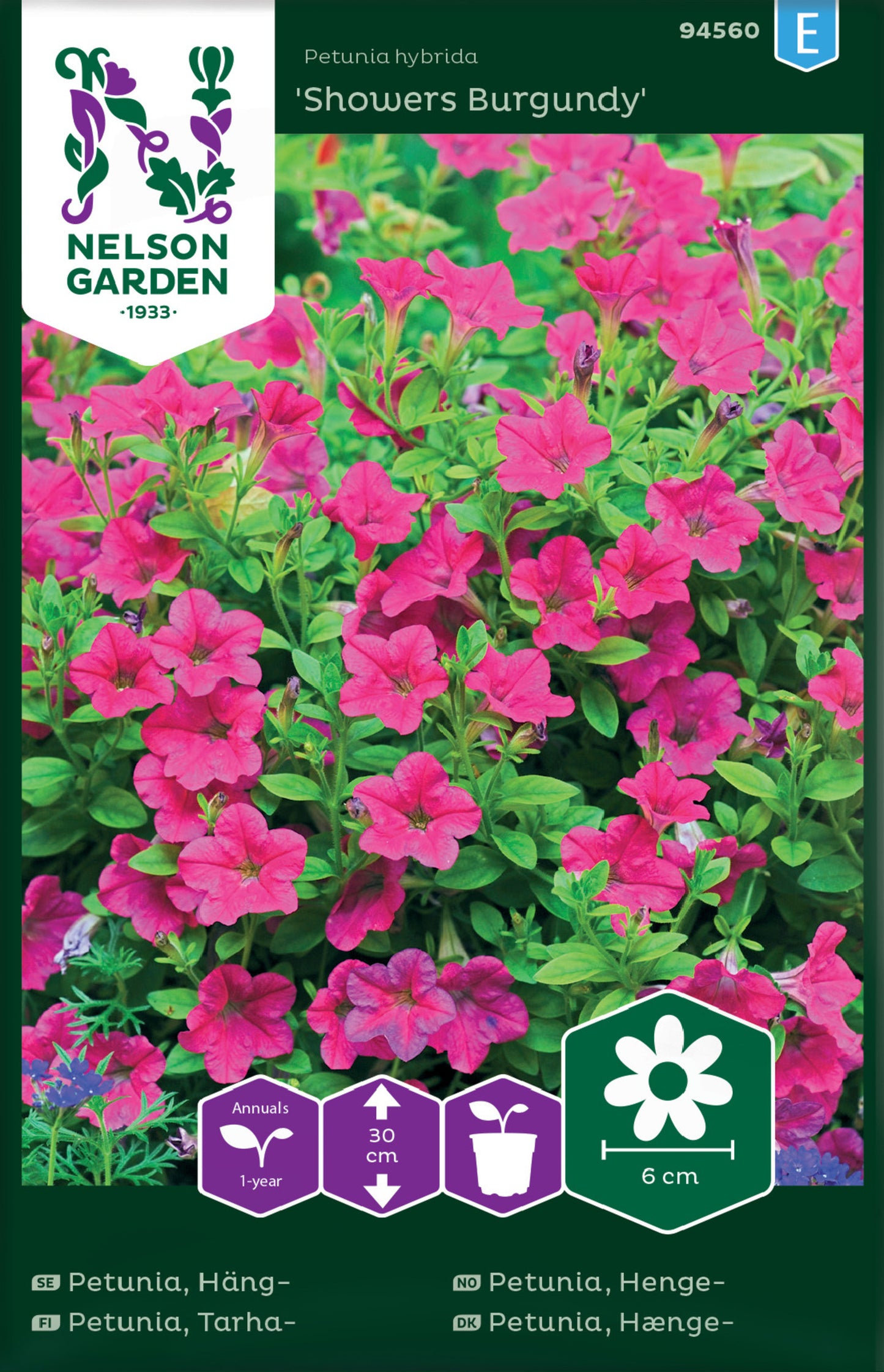 Trailing petunia 'Showers Burgundy'