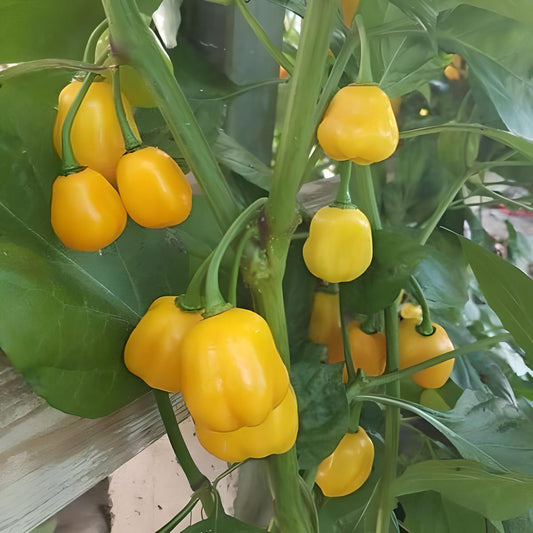 Chili 'Aji Jobito'