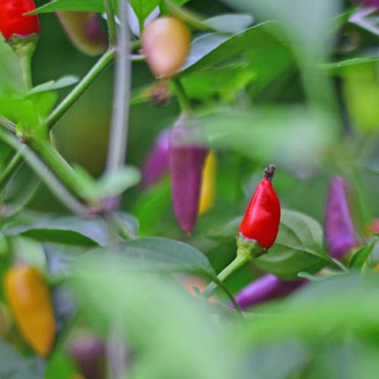 Chili 'Bolivian Rainbow'
