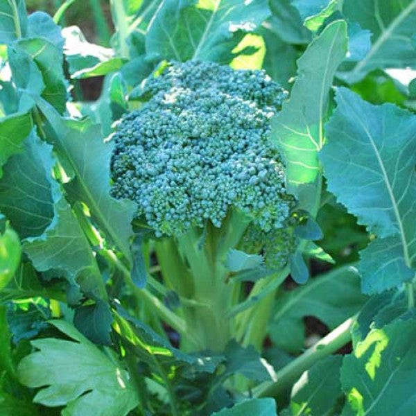 Broccoli 'Waltham 29'