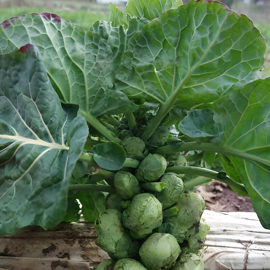 Brussel sprout 'Early Half Tall'