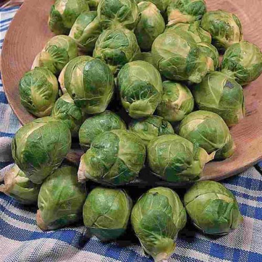 Brussel sprout 'Seven Hills'