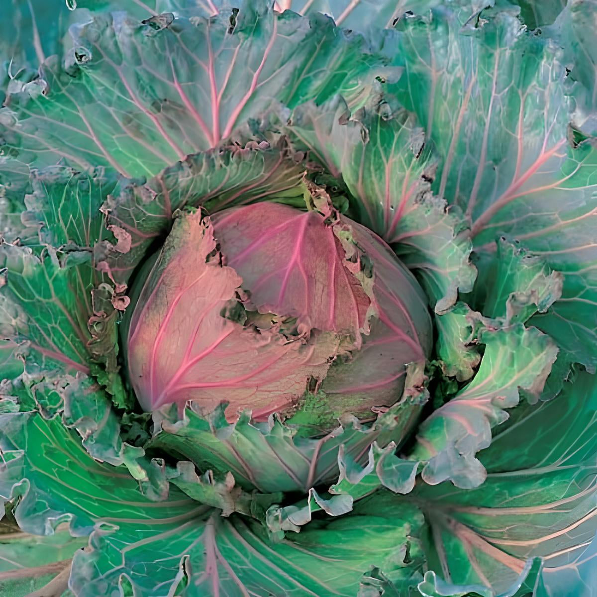 Cabbage 'January King'