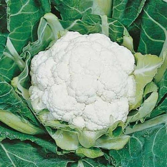 Cauliflower 'All Year Round'