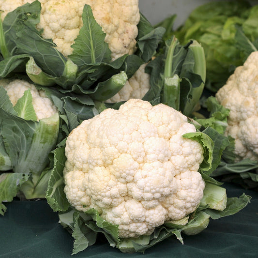 Cauliflower 'Igloo'