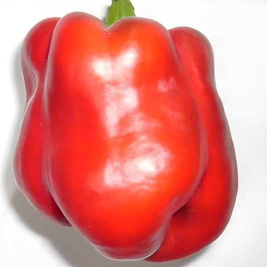 Bell pepper 'King Of The North'