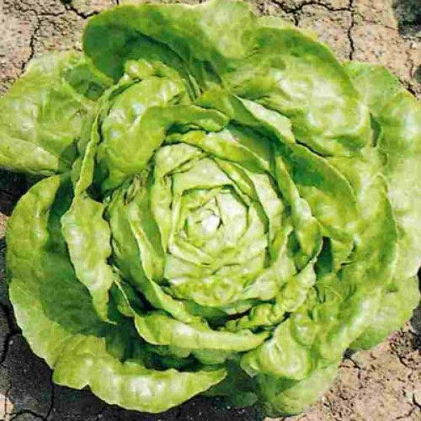 Lettuce 'Arctic King'