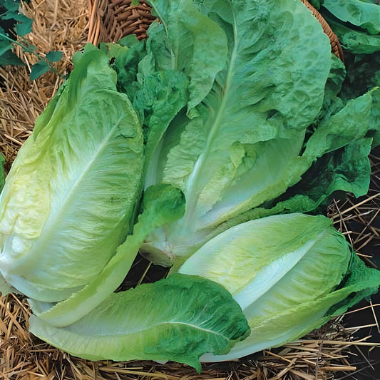 Lettuce 'Winter Density'