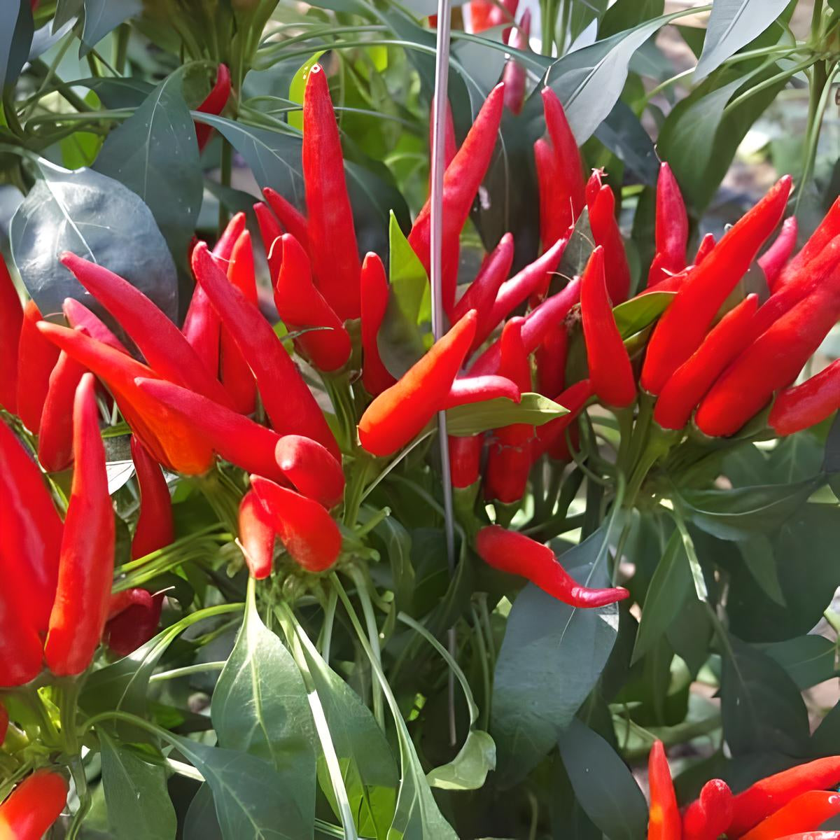 Chili 'Poinsettia'