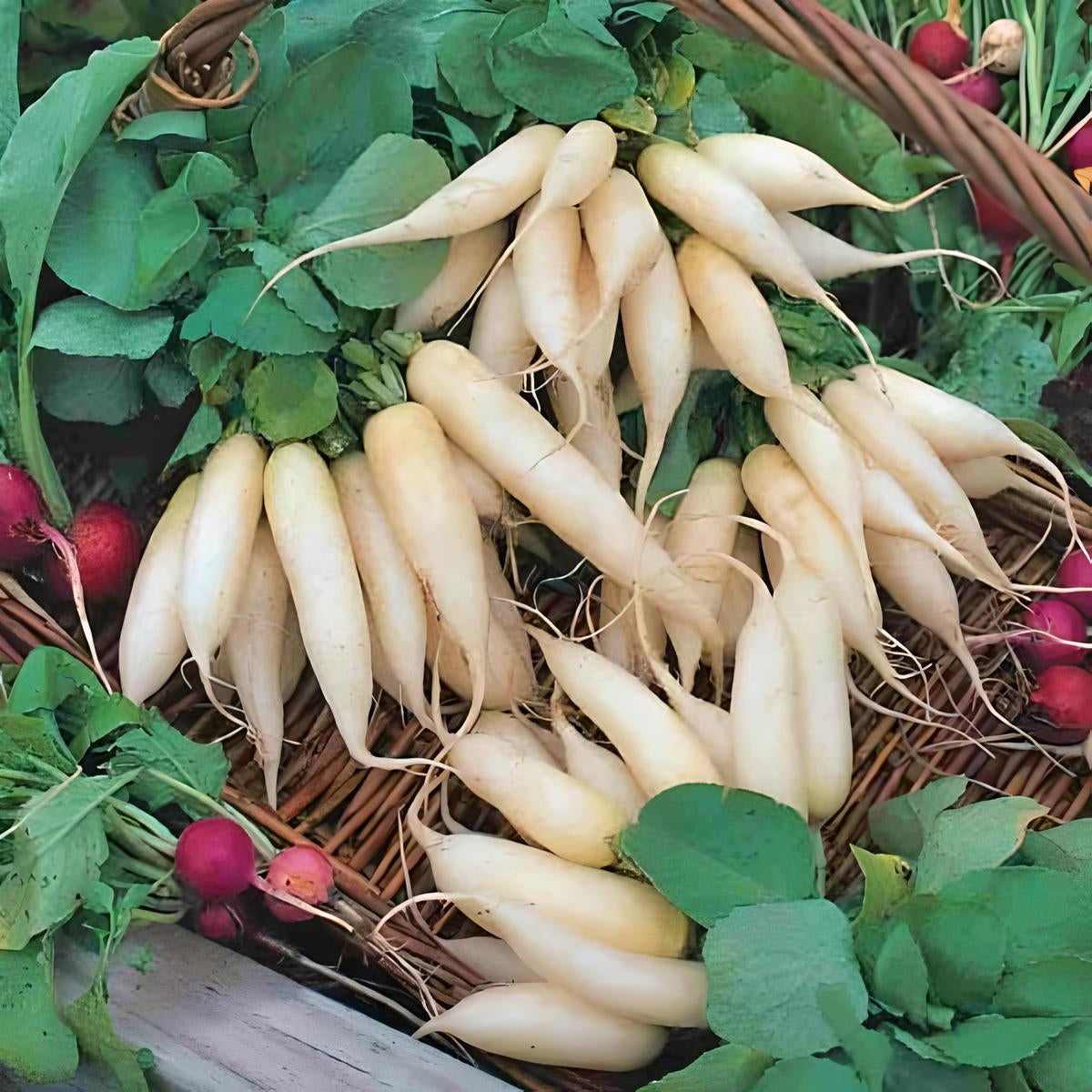 Radish 'Long White Icicle'