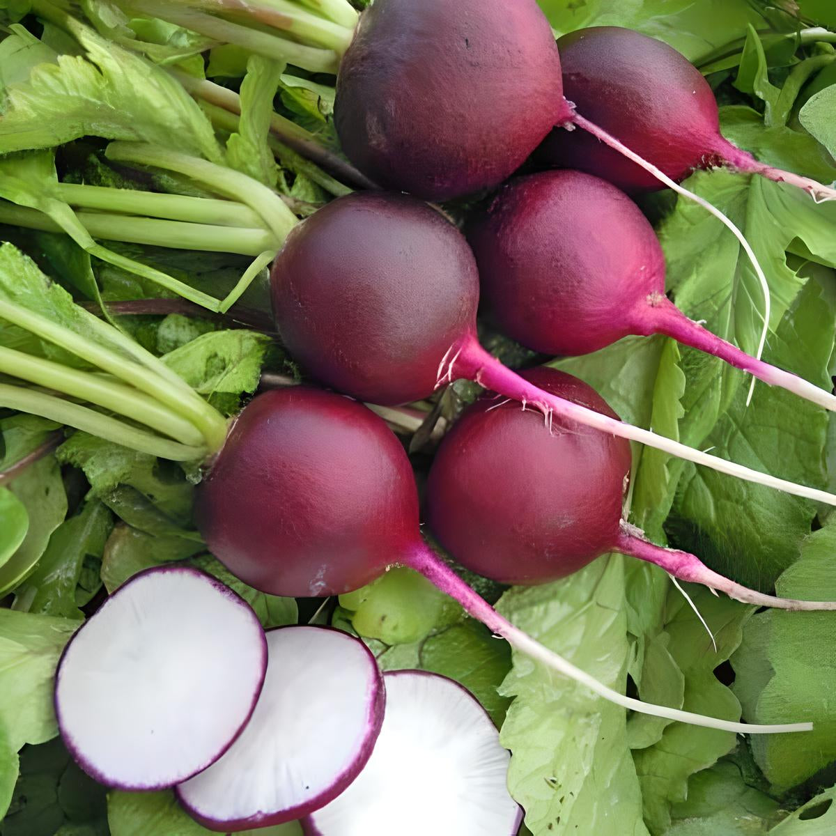 Radish 'Malaga Violet'