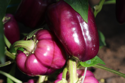 Bell pepper Sweet Oda