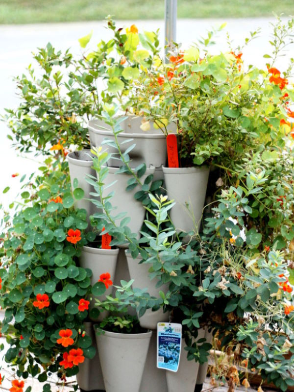 Orange flowered nasturtium plants with dark leaves in striking contrast to the beige vertical garden planter they are growing in