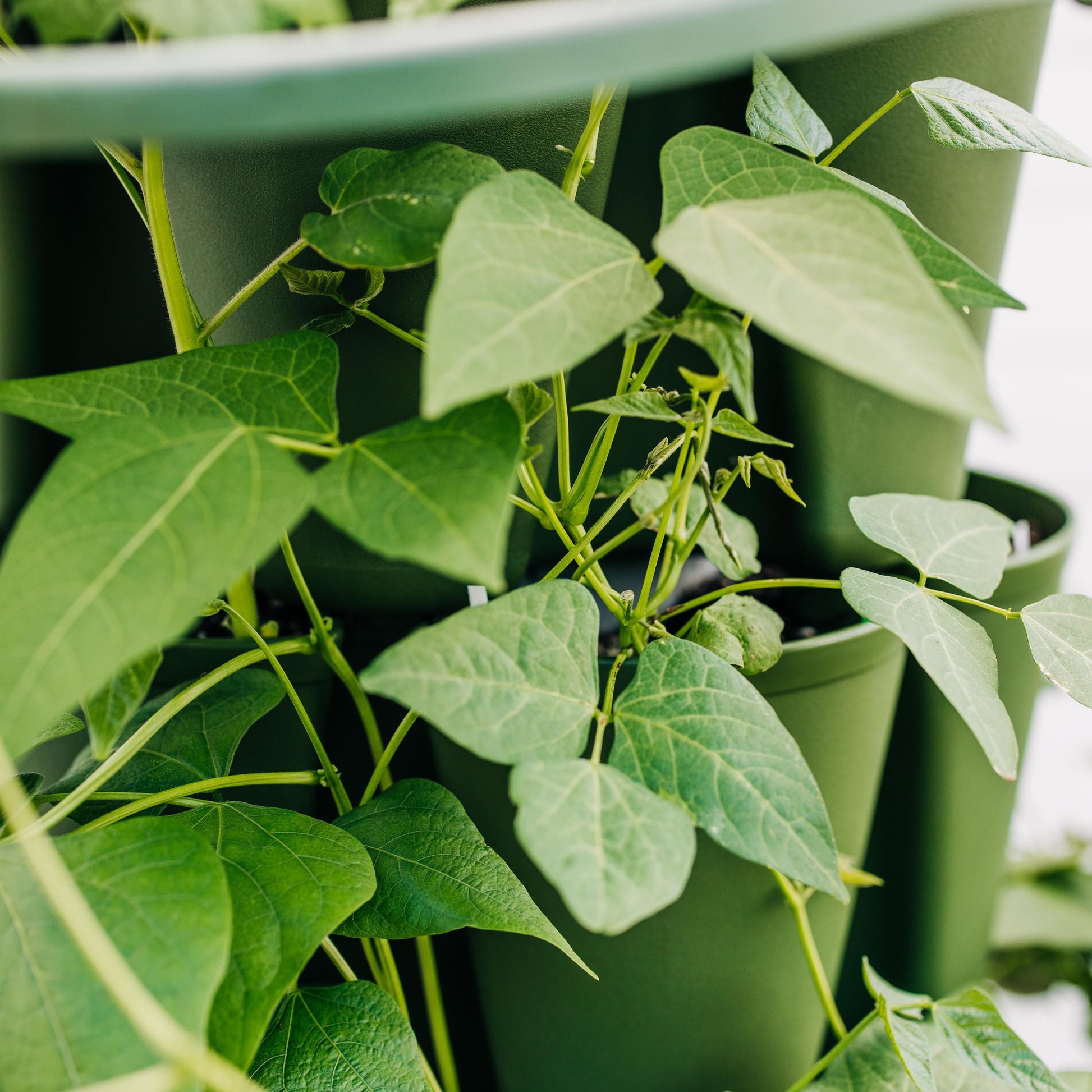 Young bush been plants growing in the pockets of a green vertical urban garden planter