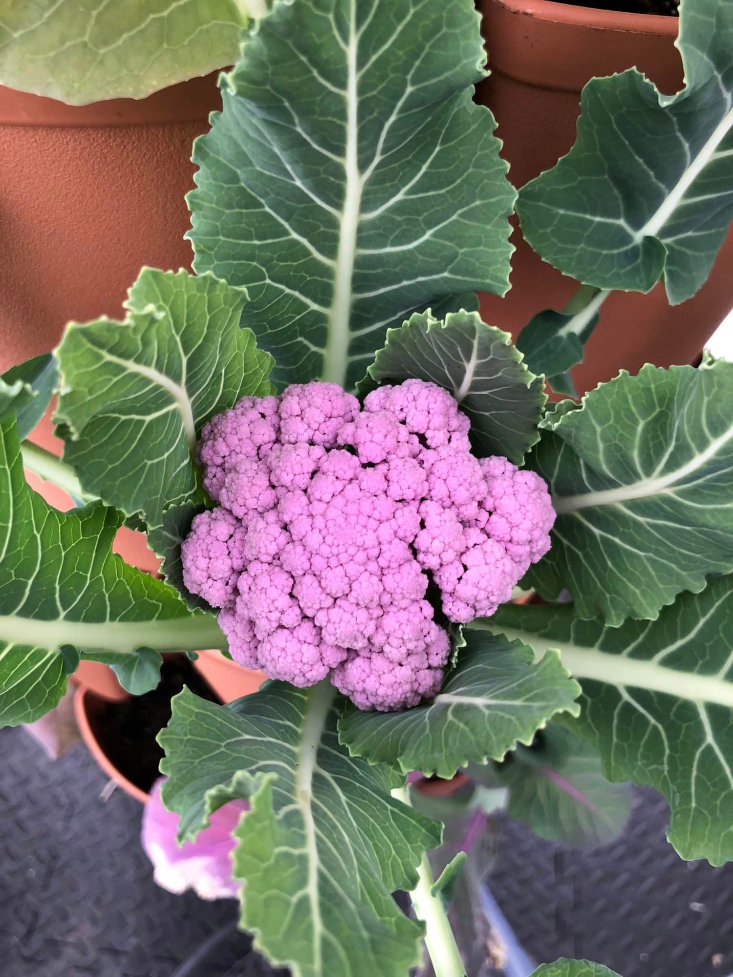 A head of purple cauliflower  growing in a pocket of a terracotta colored vertical garden outside