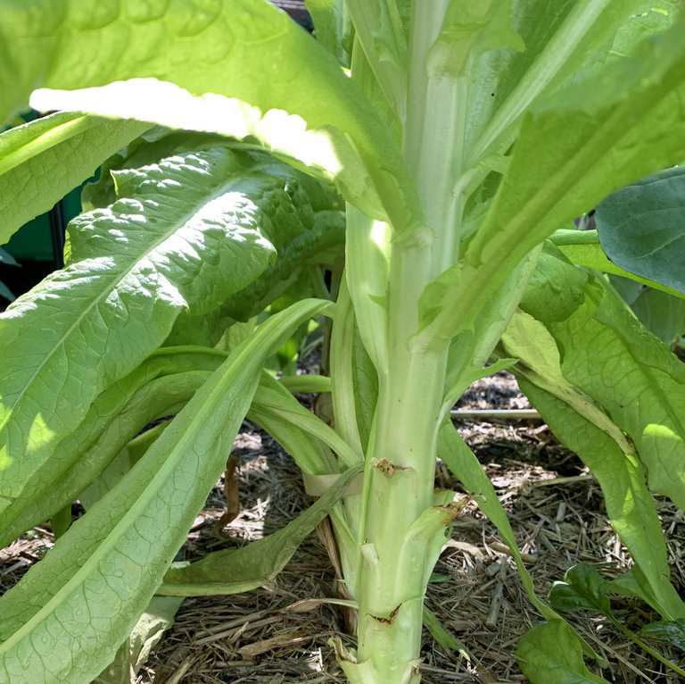 Celtuce (Stem lettuce) – Grow Towers