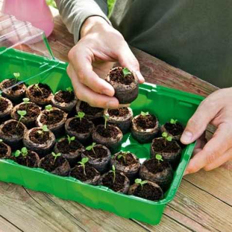 Coir tabs for sowing