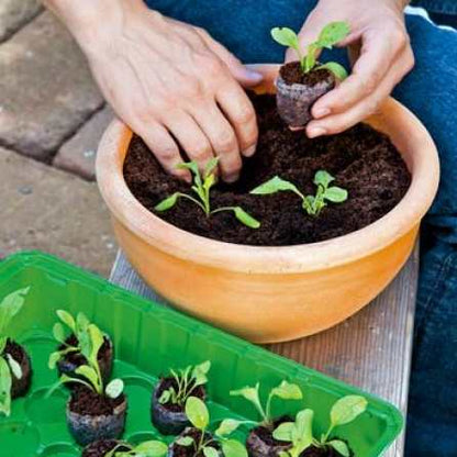 Coir tabs for sowing