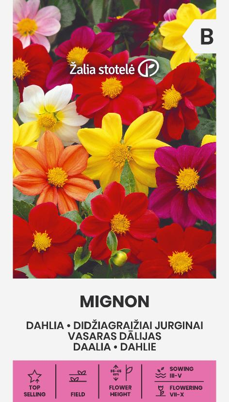 Dwarf Dahlia 'Mignon'