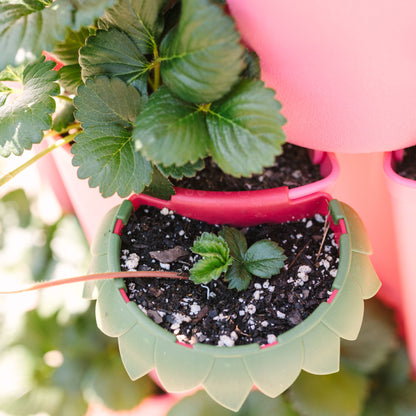 Berry Cups - set of 6