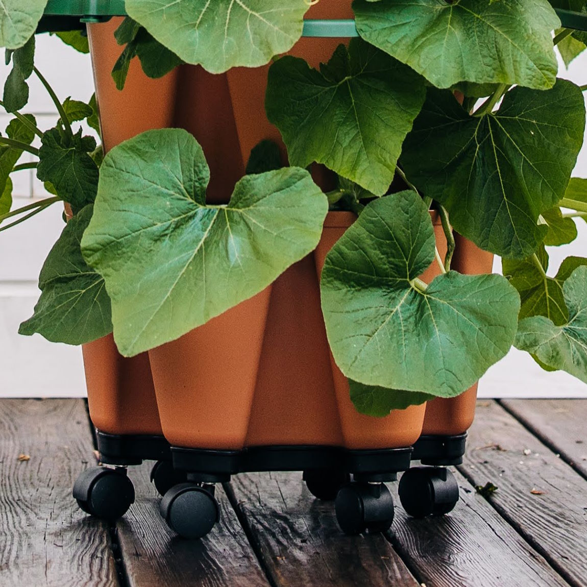 GreenStalk Mover - Shows a terracotta colored greenstalk original standing in a mover. The planting pockets are filled with squash plants - Grow Towers