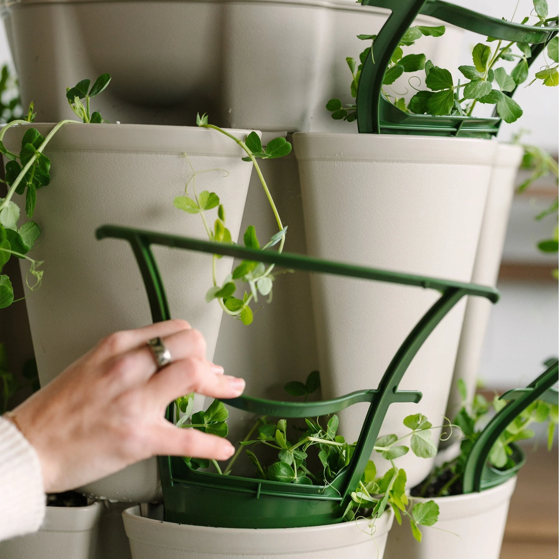 trellises for potted plants GreenStalk Trellis