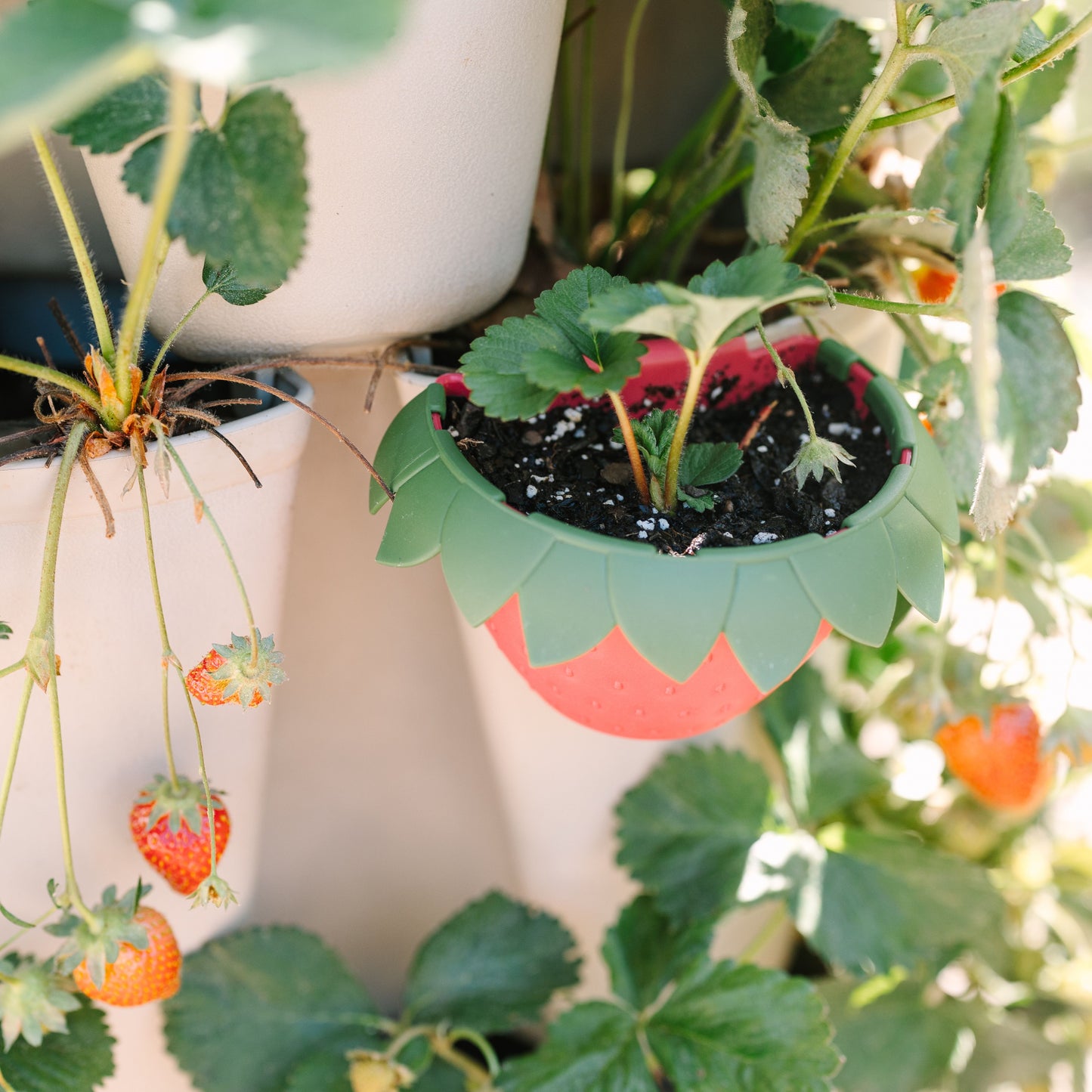 Berry Cups - set of 6