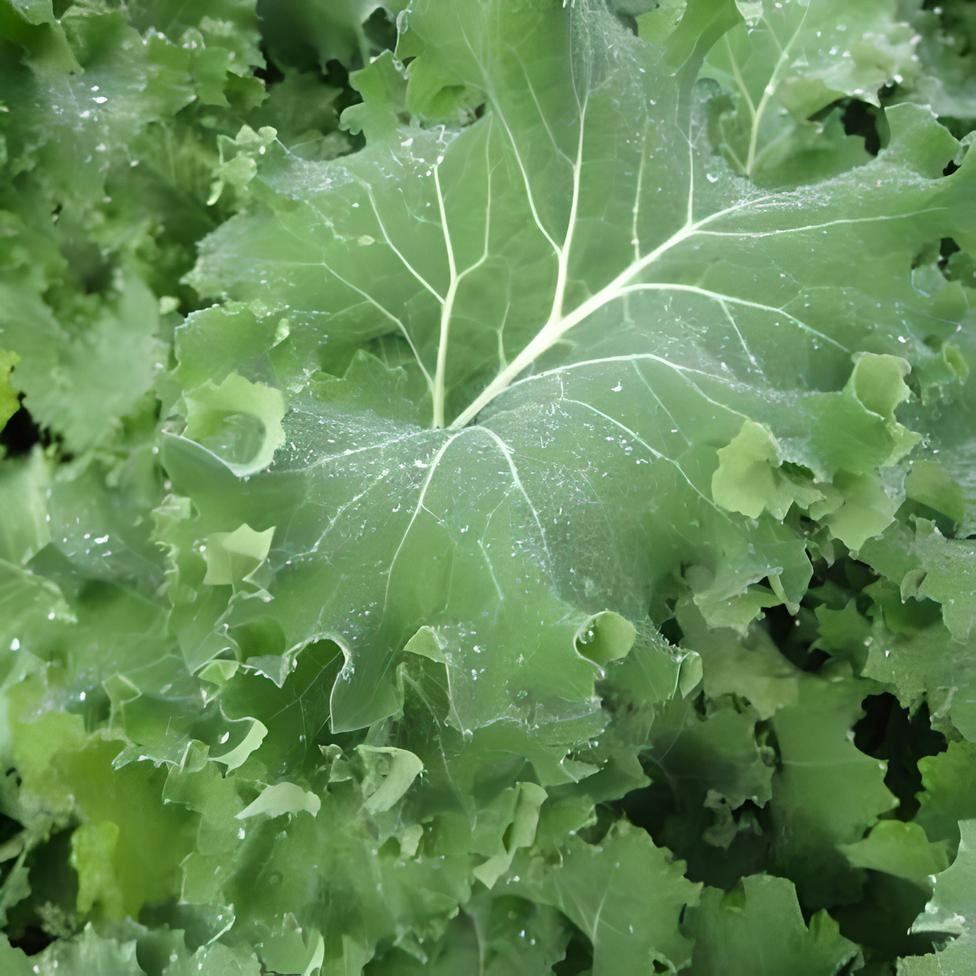 Kale 'Siberian'