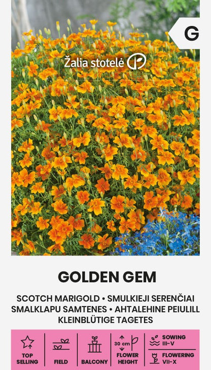 Marigold 'Golden Gem'