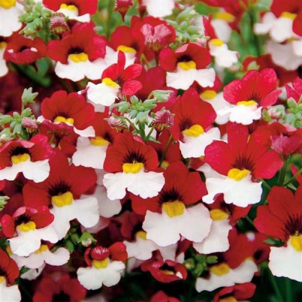 Nemesia - Red White