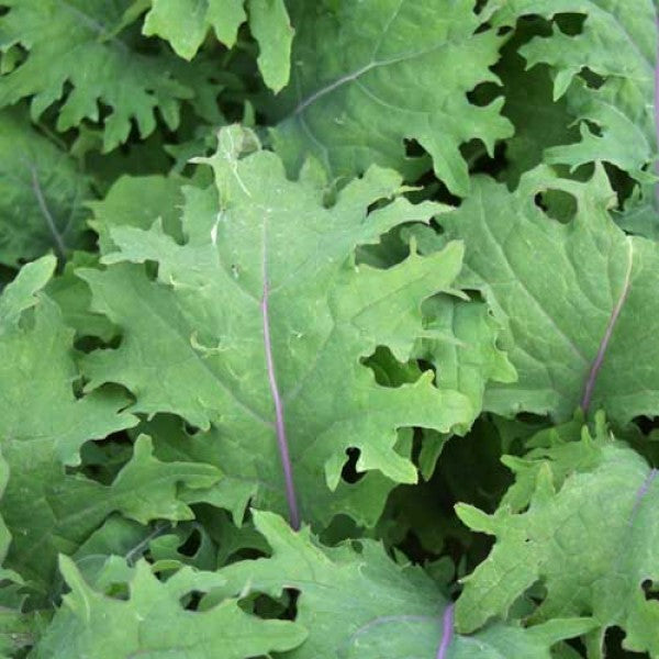 Close-up of green leafy vegetables