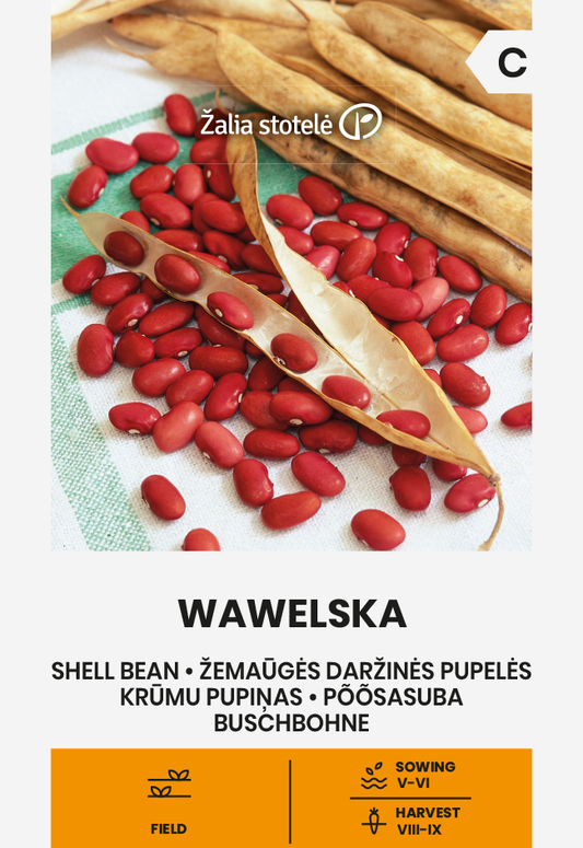 Dwarf shelling bean 'Wawelska'