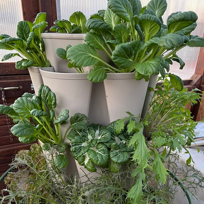 GreenStalk Original Vertical Planter beige color with tatsoi, pack choi and mustard greens growing